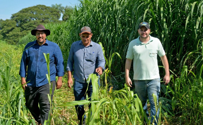 Ruraltins realiza Dia de Campo para apresentar resultados na Integração Lavoura-Pecuária - Foto: Delfino Miranda/Governo do Tocantins