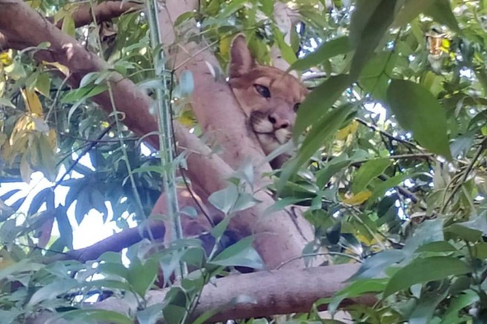 Foto: IAT e Polícia Ambiental