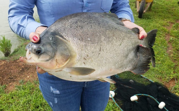 Preço médio de comercialização dos peixes redondos, grupo mais comercializado, correspondeu a R$ 21,00 - Foto: Ruraltins/Governo do Tocantins