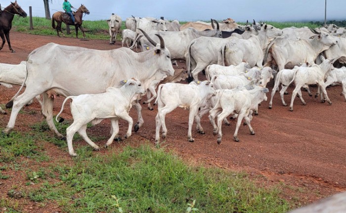 Bezerros já resultados do programa Mais Genética, na Fazenda Divino Pai Eterno, em Ponte Alta do Tocantins - Foto: Lincoln Filho/Governo do Tocantins
