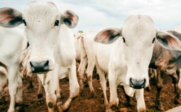 Com a suspensão da vacinação contra febre aftosa, a venda e aplicação do produto estão proibidos no Tocantins - Foto: Keven Lopes/Governo do Tocantins