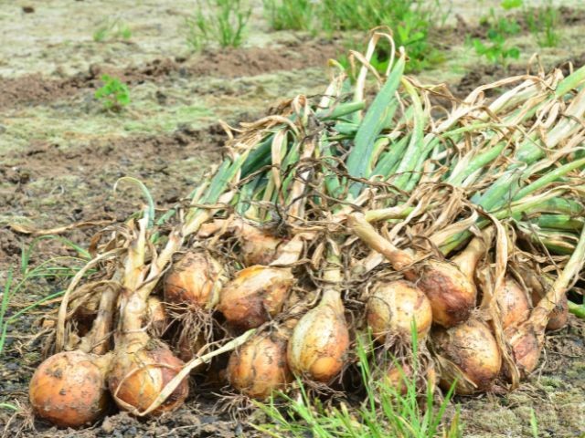 Foto: Divulgação Epagri