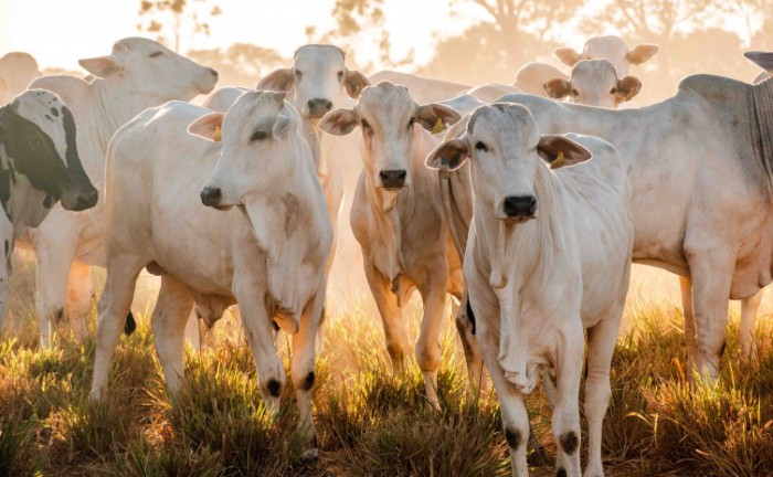 Normas de trânsito animal, mesmo com a retirada da vacinação contra febre aftosa, permanecem inalteradas até que o Ministério da Agricultura estabeleça novas estratégias - Foto: Keven Lopes/Governo do Tocantins