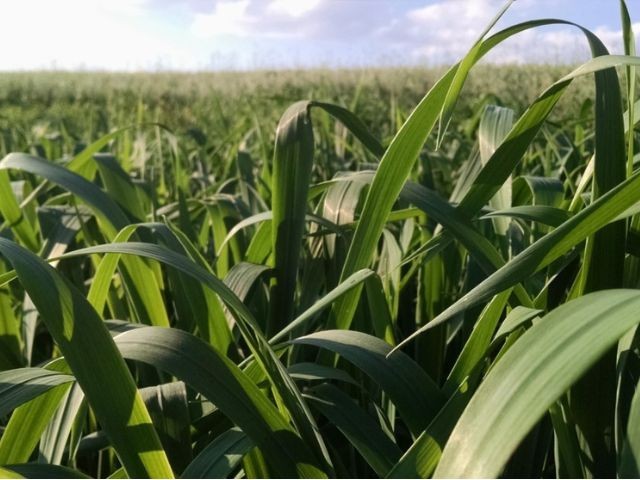 Fotos: Divulgação Epagri