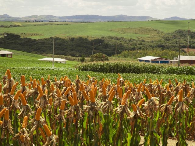 Foto: Aires Mariga/Epagri