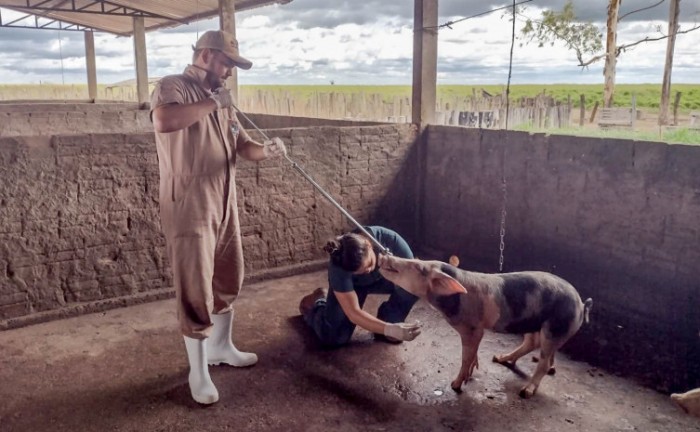 Para manter o status de livre da PSC, Tocantins realiza vigilância sorológica e clínica de suínos em propriedades rurais - Foto: Adapec/Governo do Tocantins