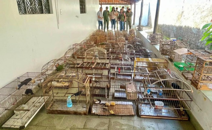 Operação Pássaro Livre resgatou 156 aves na região do Bico do Papagaio - Foto: Naturatins/Governo do Tocantins