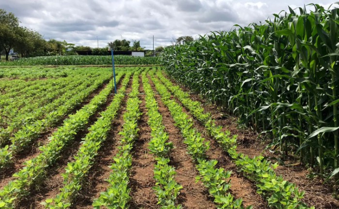 Ao todo são 20 empresas, numa área de 20 mil metros quadrados que estão no preparo das vitrines de soja, milho, arroz, feijão e sorgo nas vitrines para Agrotins 2023 - Foto: Seagro/Governo do Tocantins