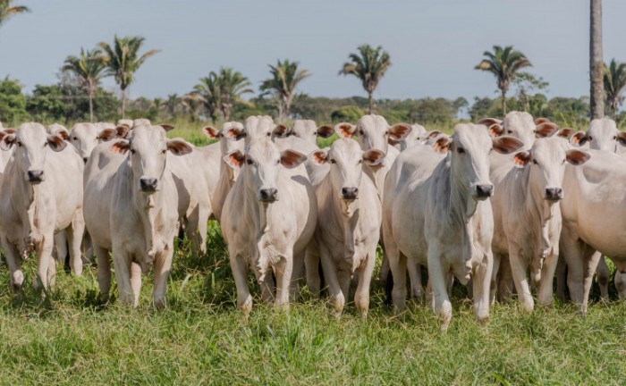 A expectativa é que seja declarado um rebanho de 10,8 milhões de bovídeos no Tocantins - Foto: Keven Lopes/Governo do Tocantins