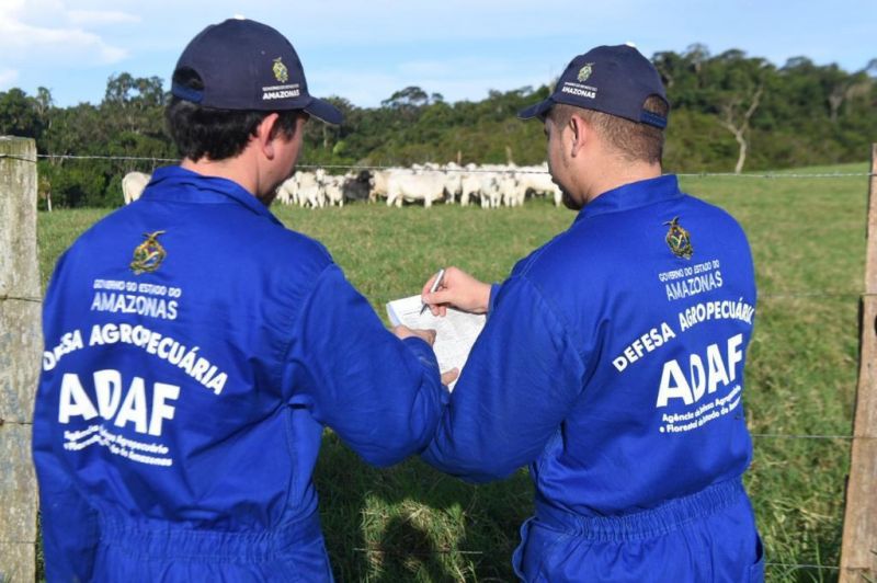 ADAF contra brucelose