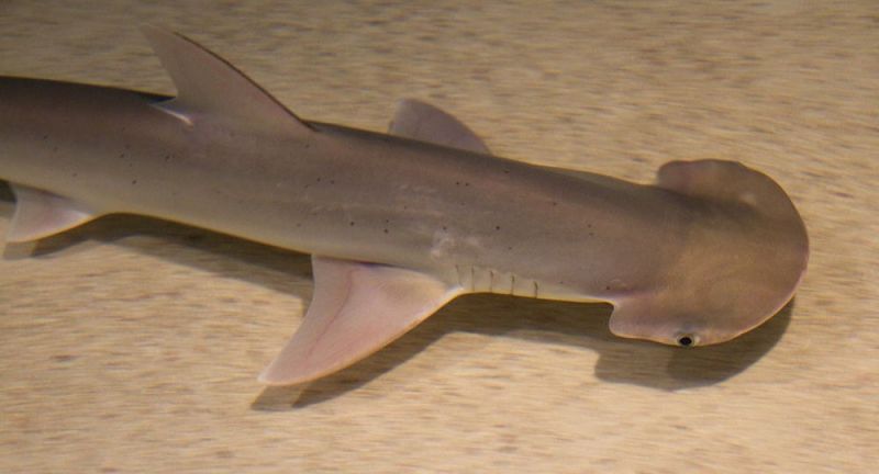 Tubarões utilizam o campo magnético da Terra para voltar para suas regiões de origem - (Foto: Divulgação/Shark-References)