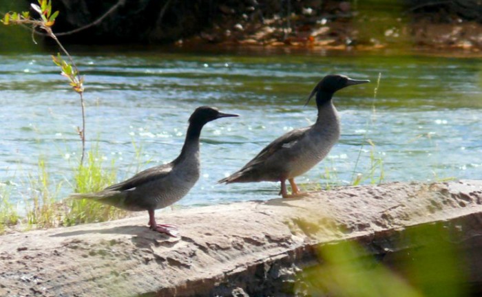 Monitoramento e manejo ocorreram no início deste mês nos dois ninhos localizados no Rio Novo, na área do Parque Estadual do Jalapão e na Área de Proteção Ambiental (APA) do Jalapão - Foto: Marcelo Barbosa/Governo do Tocantins