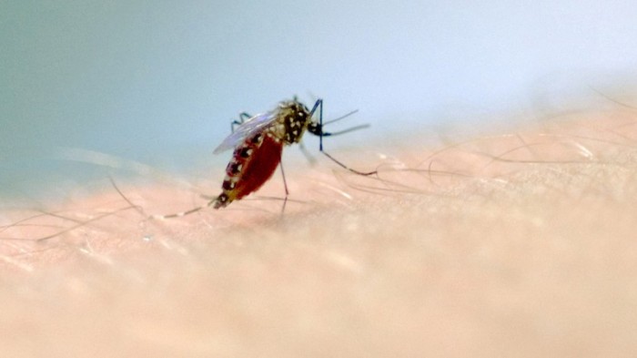 Mosquito Aedes aegypti é o transmissor da doença -Foto: Fiocruz Imagens