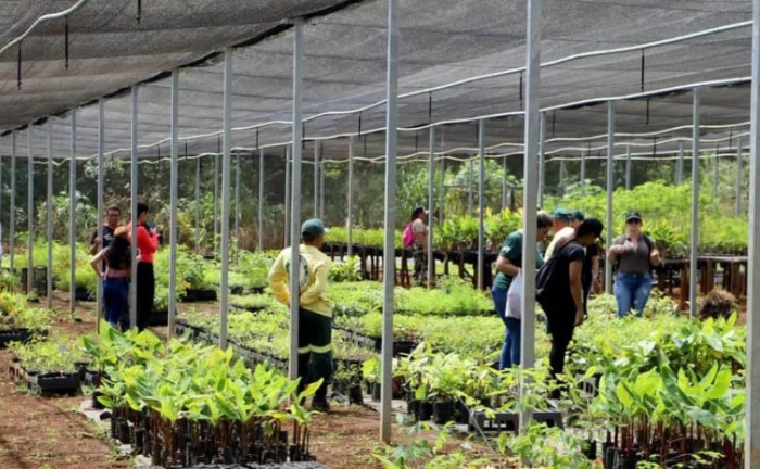 Mudas de árvores nativas do Cerrado são produzidas no viveiro - Foto: Fernando Alves/Governo do Tocantins