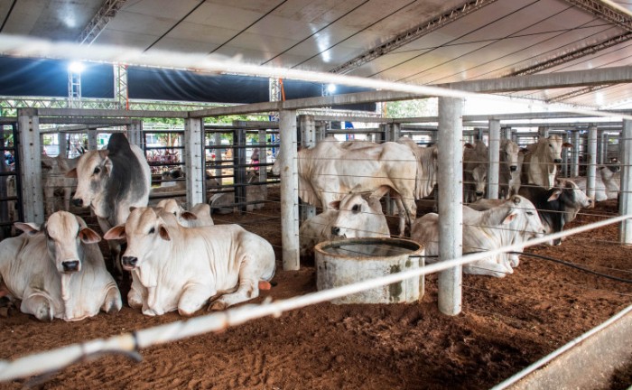 Animais em exposição na Agrotins passam por controle sanitário - Foto: Keven Lopes/Governo do Tocantins