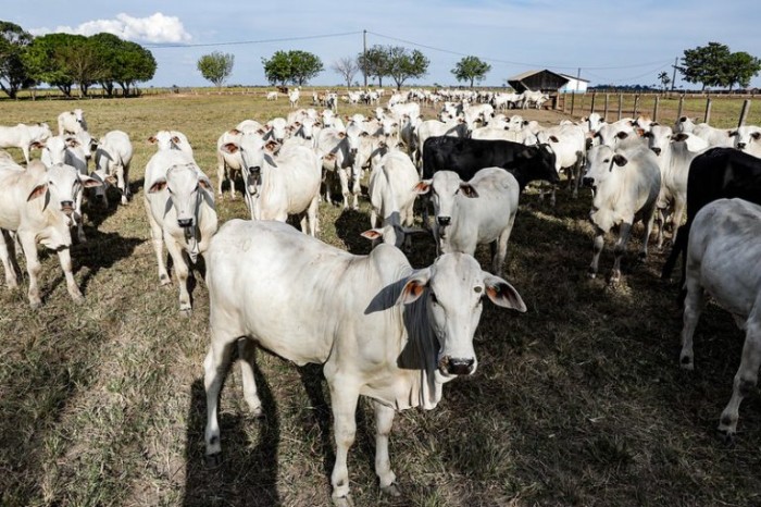Embargos ambientais impactam de forma negativa a pecuária - (Foto: Tchélo Figueiredo/Governo do MT)