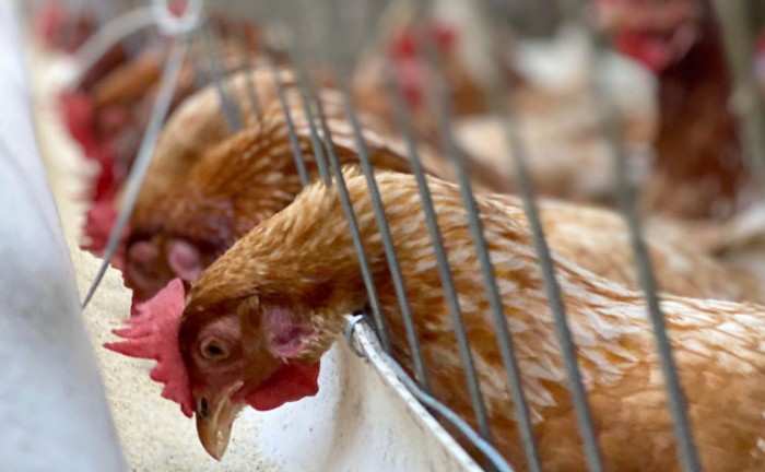 Estado do Tocantins tem grandes perspectivas de crescimento na criação de aves - Foto: Jerfeson Nascimento/Governo do Tocantins