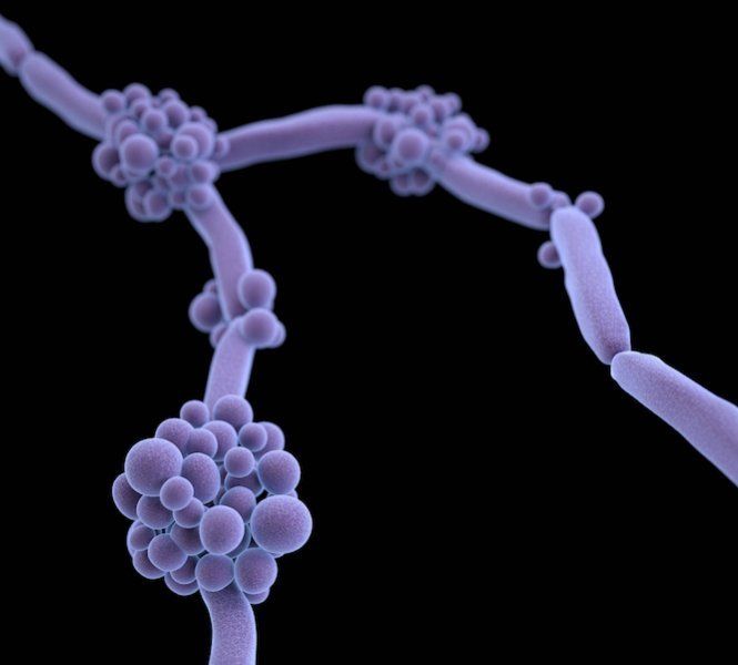 Candida auris desenvolve resistência aos medicamentos com rapidez - (Foto: Reprodução/CDC)