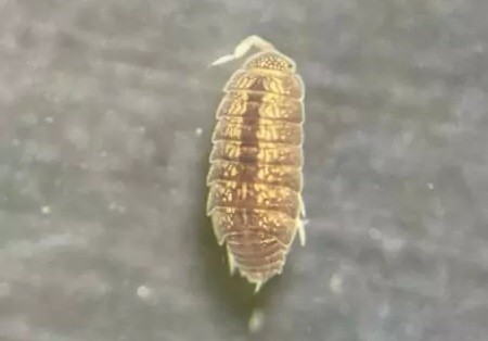 Foto: Reprodução/Secom Piauí