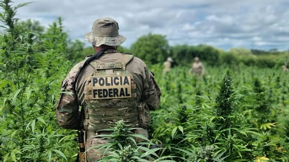 OPERAÇÃO CARCARÁ: Polícia Federal por meio de sua delegacia em Salgueiro realiza erradicação de 134 mil pés de maconha e evita a produção de 45 toneladas da droga