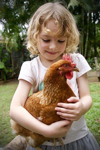 Galinhas podem causar infecção grave por salmonella em crianças - (Foto: Pixabay)