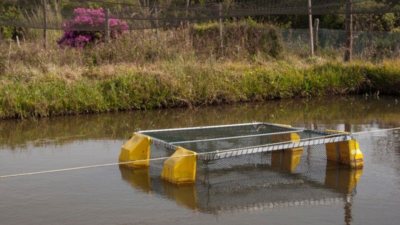 Aquicultura é a reprodução e o crescimento de plantas e animais em ambiente controlado ou semicontrolado - Foto: Fernando Dias/Ascom Seapdr