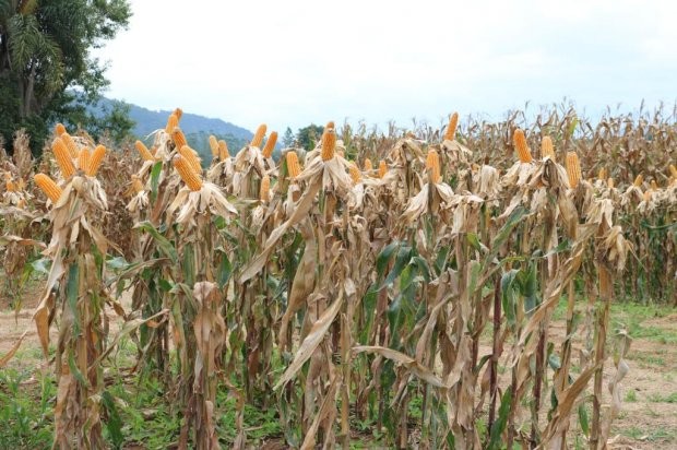 Foto: Ana Ceron / SAR Governo do Estado investirá R$ 23 milhões para incentivar a produção de milho em Santa Catarina. Com o Programa Terra Boa, a Secretaria da Agricultura, da Pesca e do Desenvolvimento Rural está apoiando a aquisição de 200 mil sacas de