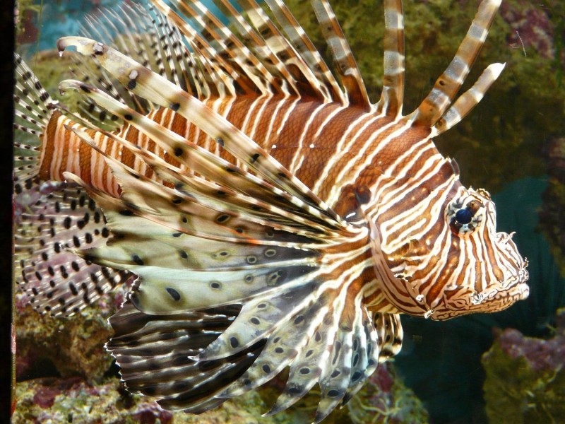 As presas demoram em reconhecer o peixe-leão como predador, facilitando seu trabalho - (Foto: DIVULGAÇÃO/PIXABAY)
