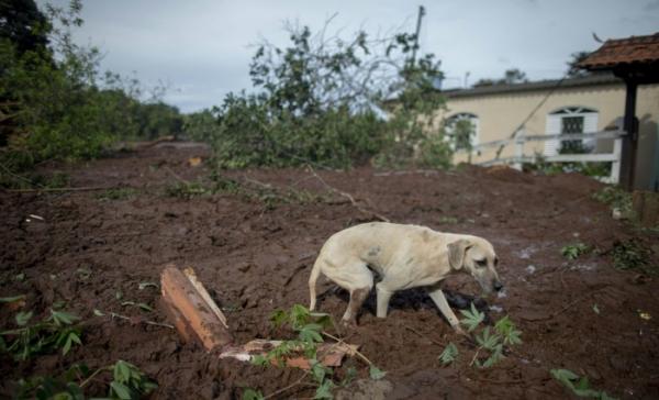 Animais também começara a ser resgatados em Brumadinho. Foto: AFP / Mauro PIMENTEL