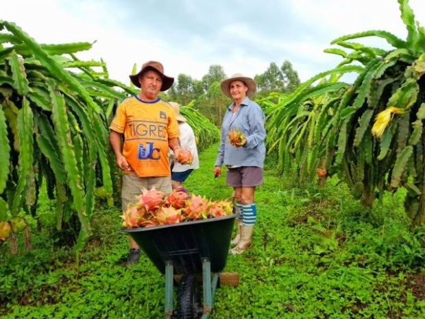 Família Rocha, de Maracajá, trocou a produção de fumo pelo cultivo orgânico de pitaia. Foto: Divulgação/ Epagri Uma cadeia produtiva construída em menos de uma década foi capaz de fornecer 600 toneladas de alimentos e movimentar cerca de R$1,8 milhão na s