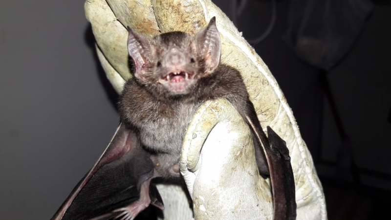 morcegos hematófagos