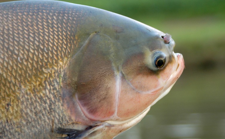 Incentivos promovidos pelo Governo do Tocantins são para impulsionar a cadeia produtiva do pescado - Foto: Agricultura/Governo do Tocantins