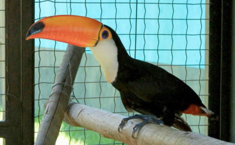 Comitê atua na defesa dos direitos dos animais em todo o Estado - Foto: Fernando Alves/Governo do Tocantins