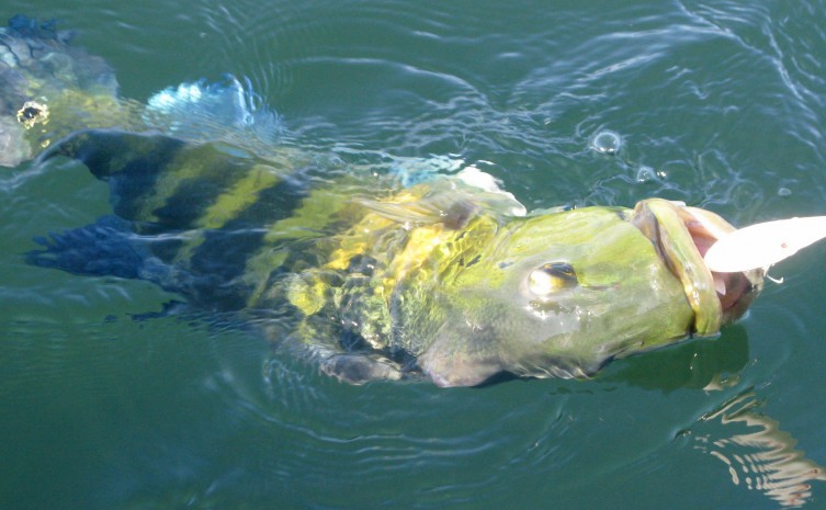 A pesca esportiva é uma das atrações do município de Peixe - Foto: Perlane Loiola/Governo do Tocantins