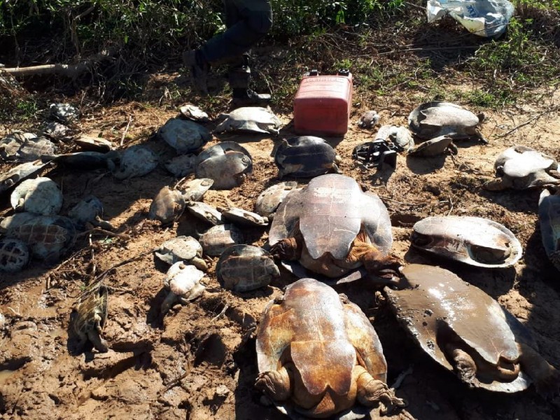 Apreensão de tartarugas no Araguaia - Foto por: Assessoria