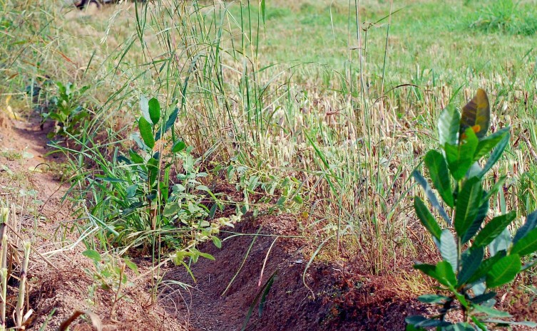 Estado com vocação agro, Tocantins tem como desafio fomentar a aplicação de técnicas como a Integração Lavoura, Pecuária e Floresta  - Foto: Fernando Alves/Governo do Tocantins
