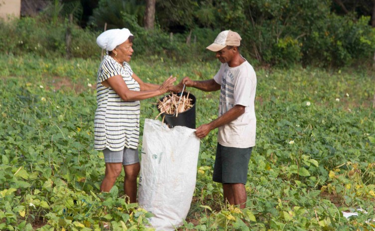 Live tem como tema "Novas Perspectivas para Agricultura Familiar no Tocantins" - Foto: Agricultura/Governo do Tocantins