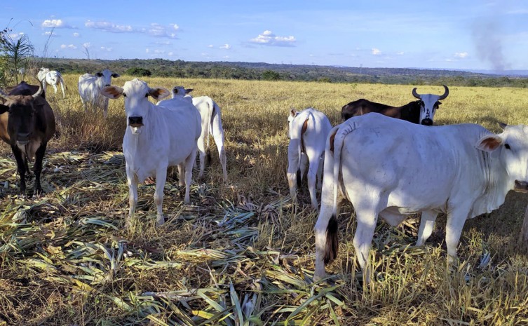 Atividades econômicas do município giram em torno de plantio de milho, mandioca, abacaxi, hortaliças, fabricação de farinha, criação de gado (leite e corte), porco e galinhas  - Foto: Agricultura/Governo do Tocantins