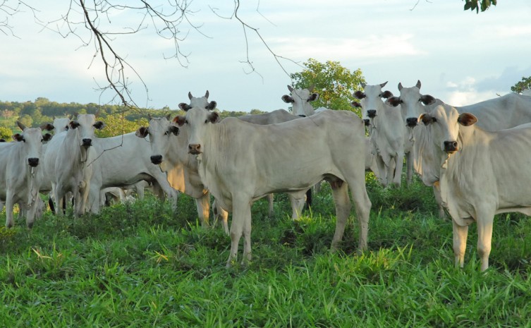 Alimentação de animais em período de estiagem - Foto: Agricultura/Governo do Tocantins