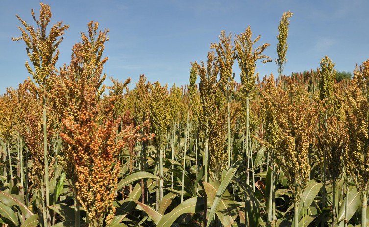 Sorgo é essencial na alimentação bovina e pequenos - Foto: Juliano Ribeiro/Governo do Tocantins