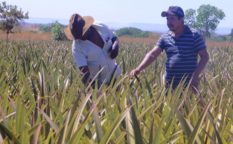 Produtores têm até setembro para renegociar dívidas - Foto: Agricultura/Governo do Tocantins