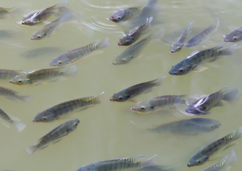 Arquivo / Seapa