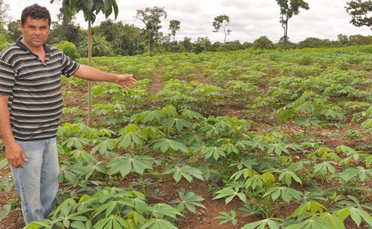 Atualmente o Tocantins possui 15 mil hectares de área planta de mandioca - Foto: Juliano Ribeiro/Governo do Tocantins