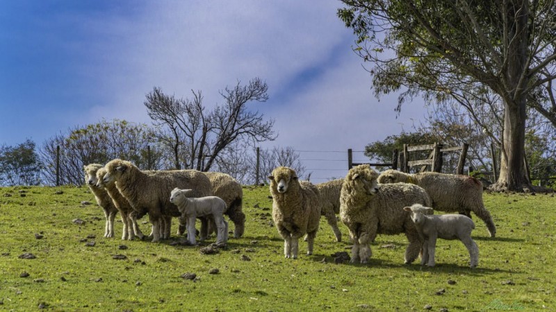 Retirada da vacinação contra aftosa também influenciou na participação de ovinos de outros Estados, principalmente de SC e PR - Foto: Divulgação