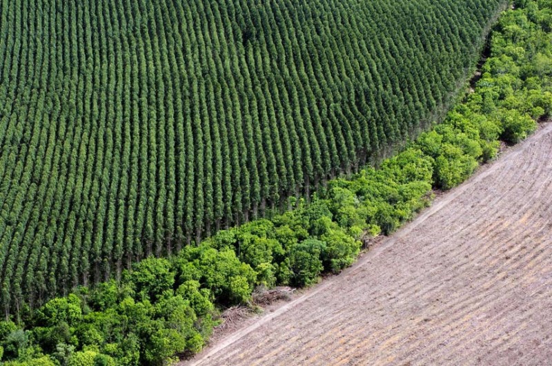 “Agronegócio sustentável: a imagem real do Brasil” é o tema do ciclo de audiência públicas proposto pela presidente da Comissão de Relações Exteriores, senadora Kátia Abreu (PP-TO) - Daniel Beltra/Greenpeace