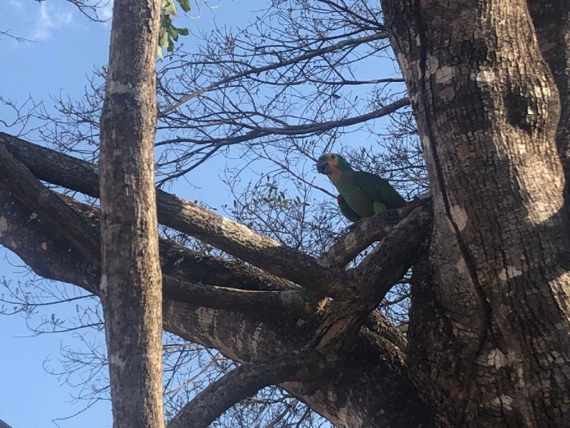 Aves vindas do Ceara são soltos na região de Tangará da Serra - Foto por: Sema/MT