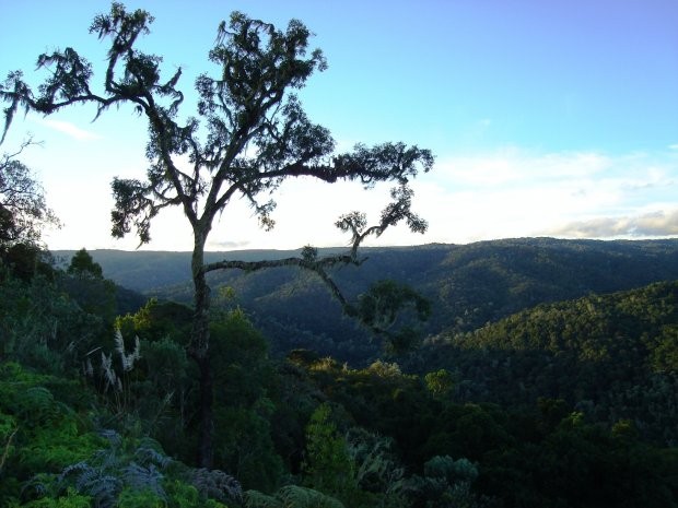 Parte da Reserva Biológica do Sassafrás, em Itaiópolis, propriedade do IMA, foi ocupada por indígenas - Foto: Divulgação /IMA