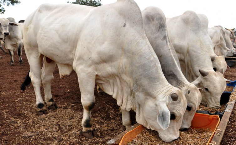 Nesta quinta-feira, 2, às 15 horas, ocorre a live sobre Suplementação Alimentar de Bovinos no Período da Seca – Cerrado - Foto: Agricultura/Governo do Tocantins