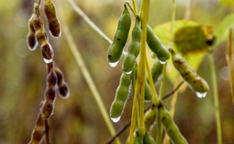 Previsões agroclimatólogicas apresentadas são referentes ao planejamento produtivo para a próxima safra 2021/ 2022 - Foto: Seagro/Governo do Tocantins