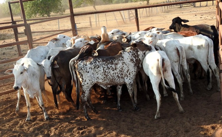 Algumas cabeças foram localizadas em uma propriedade adjacente da fazenda no município de Santa Rita - Foto: SSP/Governo do Tocantins